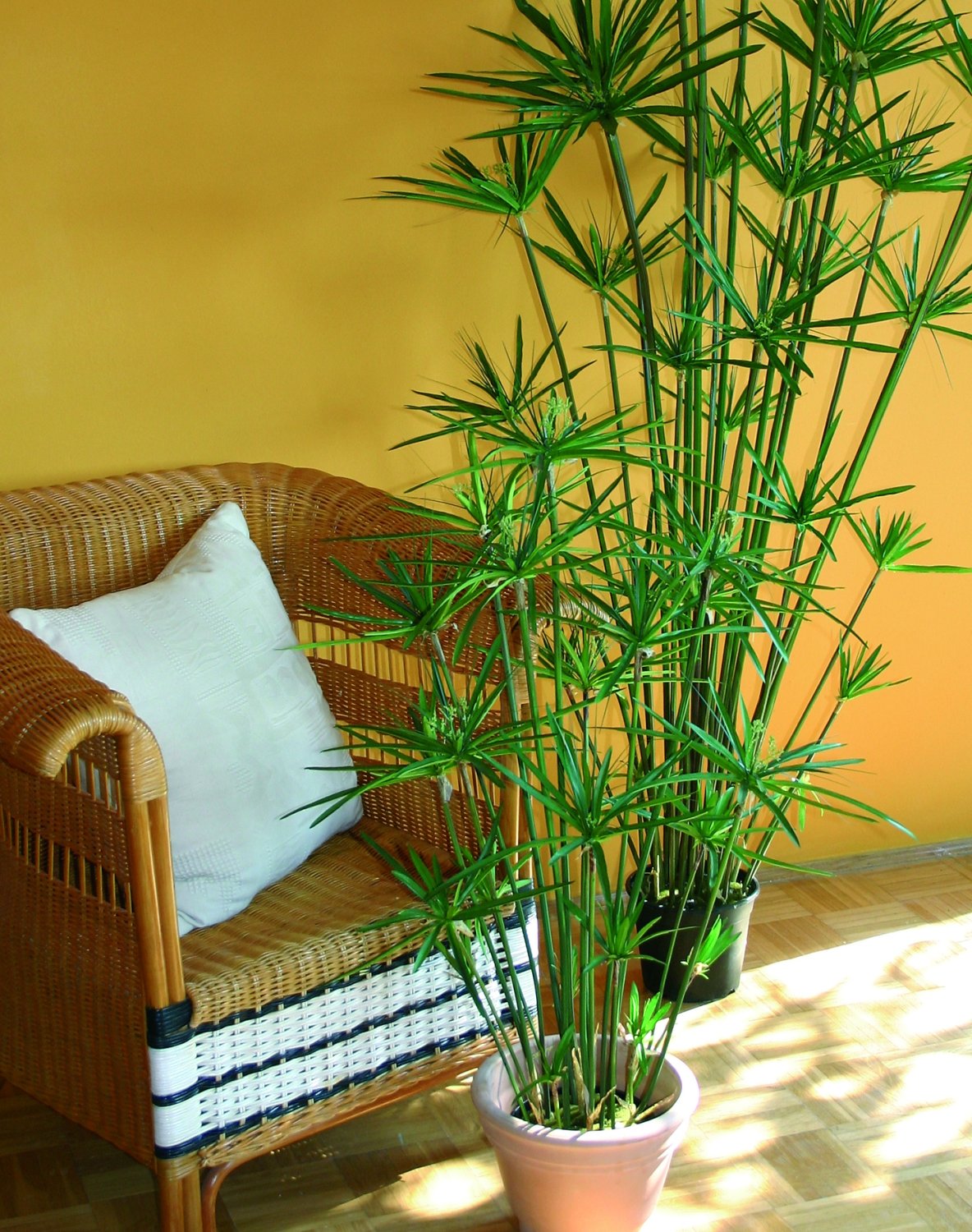 5474 883 a3 Искусственные орехи в горшках, 105 см, зеленые H-andreas  - Вид №1