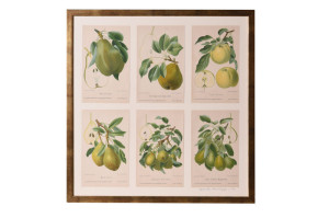 PIRS0048 Набор Яблочно-Грушевых Хромосов ijlbrown