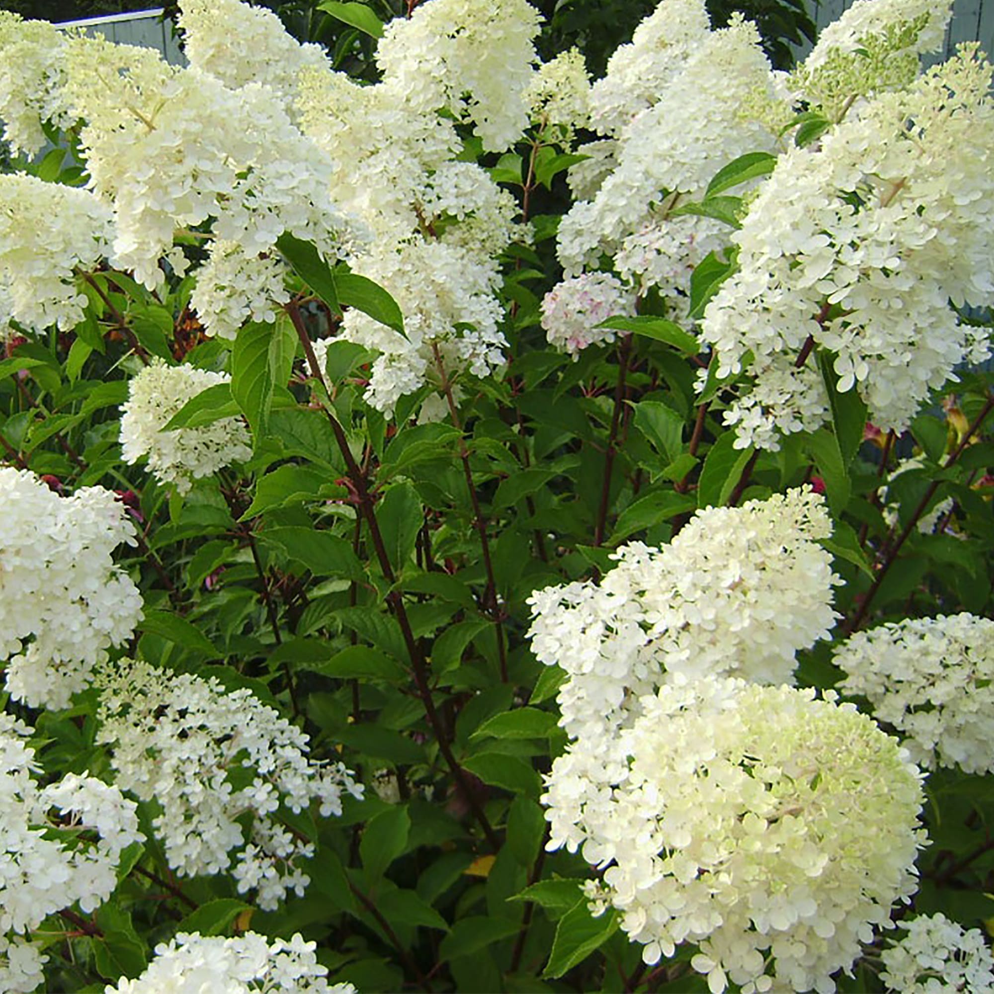 18016174 Гортензия Фантом метельчатая, цвет белый/розовый Santreyd  - Вид №2