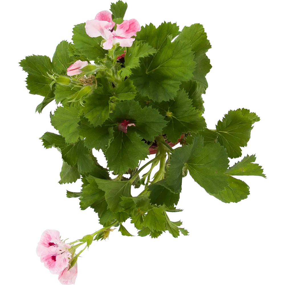 Santreyd Пеларгония грандифлора — цветущий кустарник с розовидными соцветиями 83248148 STLM-0039919 - Вид №1