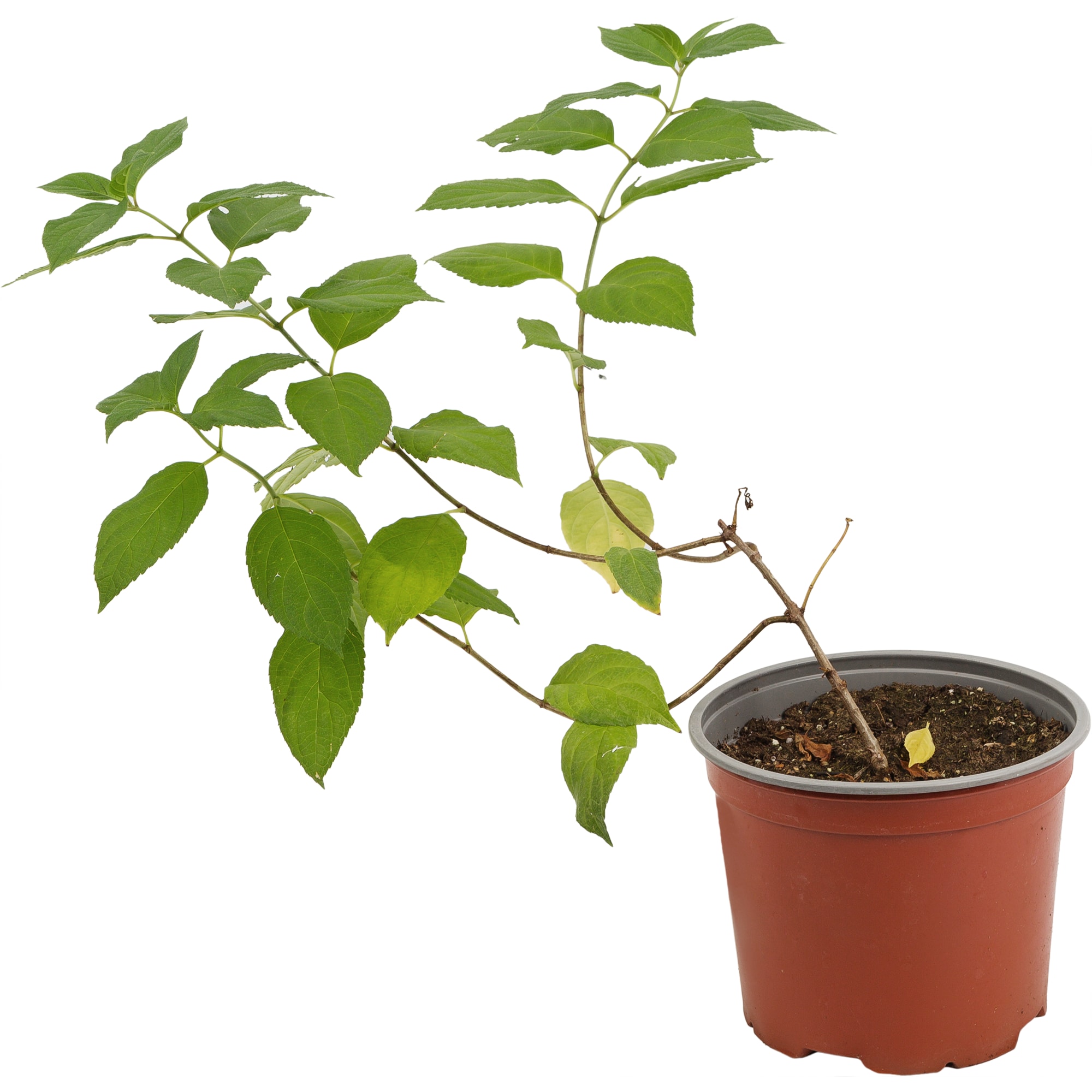 18016191 Гортензия Литл Лайм метельчатая, цвет бело-зеленый/розовый Santreyd 