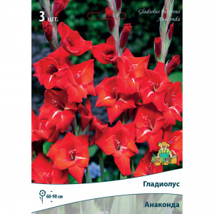 83596422 Гладиолус бамбино Анаконда луковица 10/12