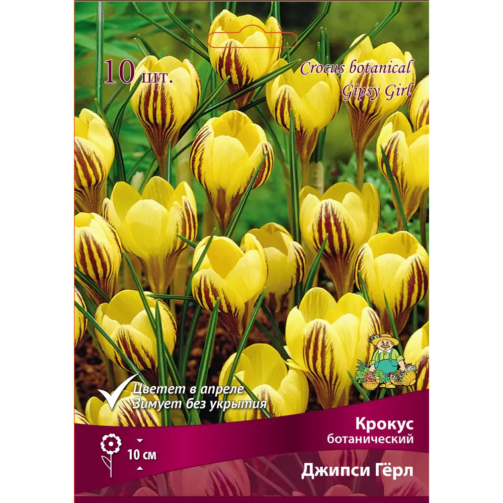 ПОИСК Крокус Джипси Герл - луковицы для раннего цветения 89381272 STLM-1567426 - Вид №1