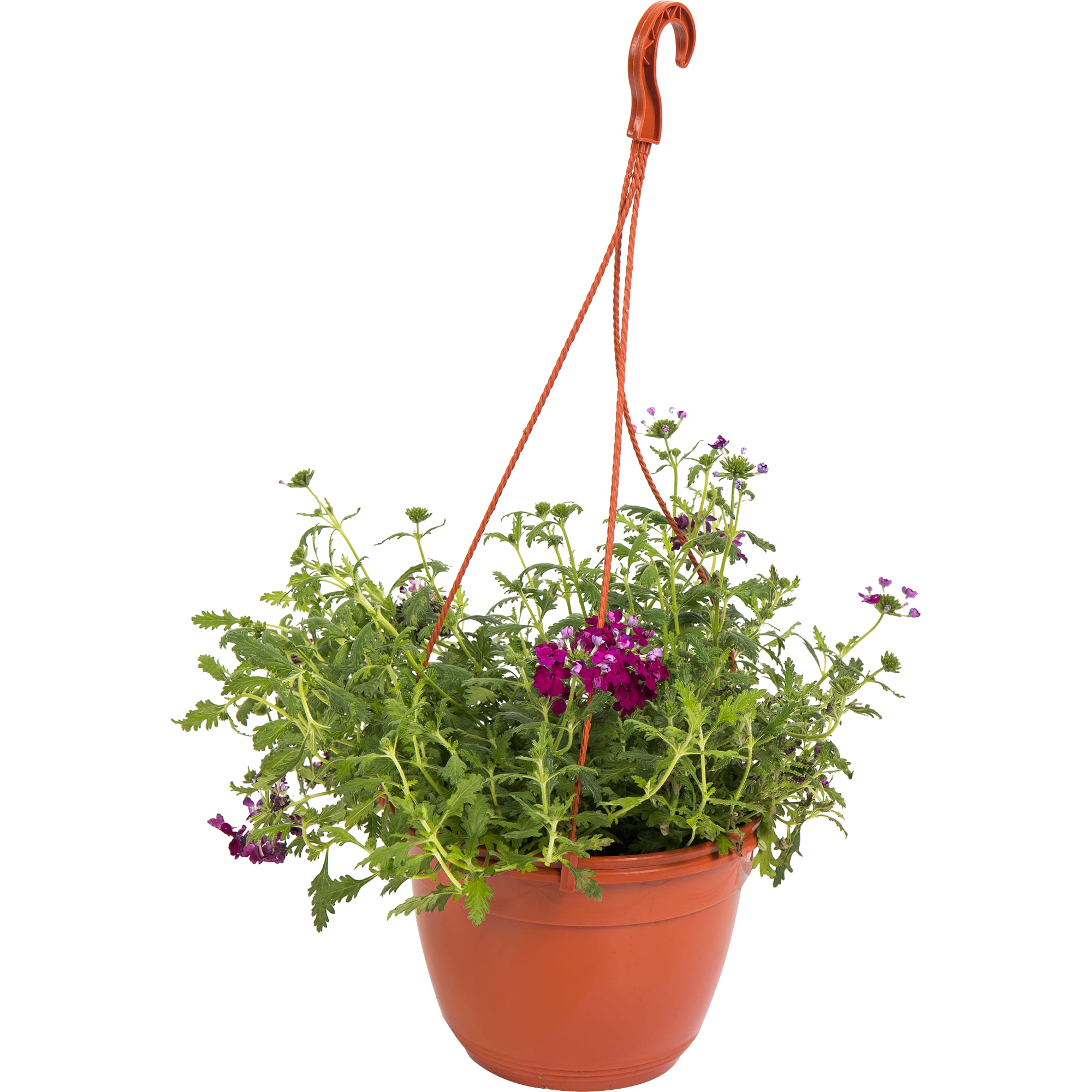 82650001 Вербена в кашпо 21 см Santreyd 