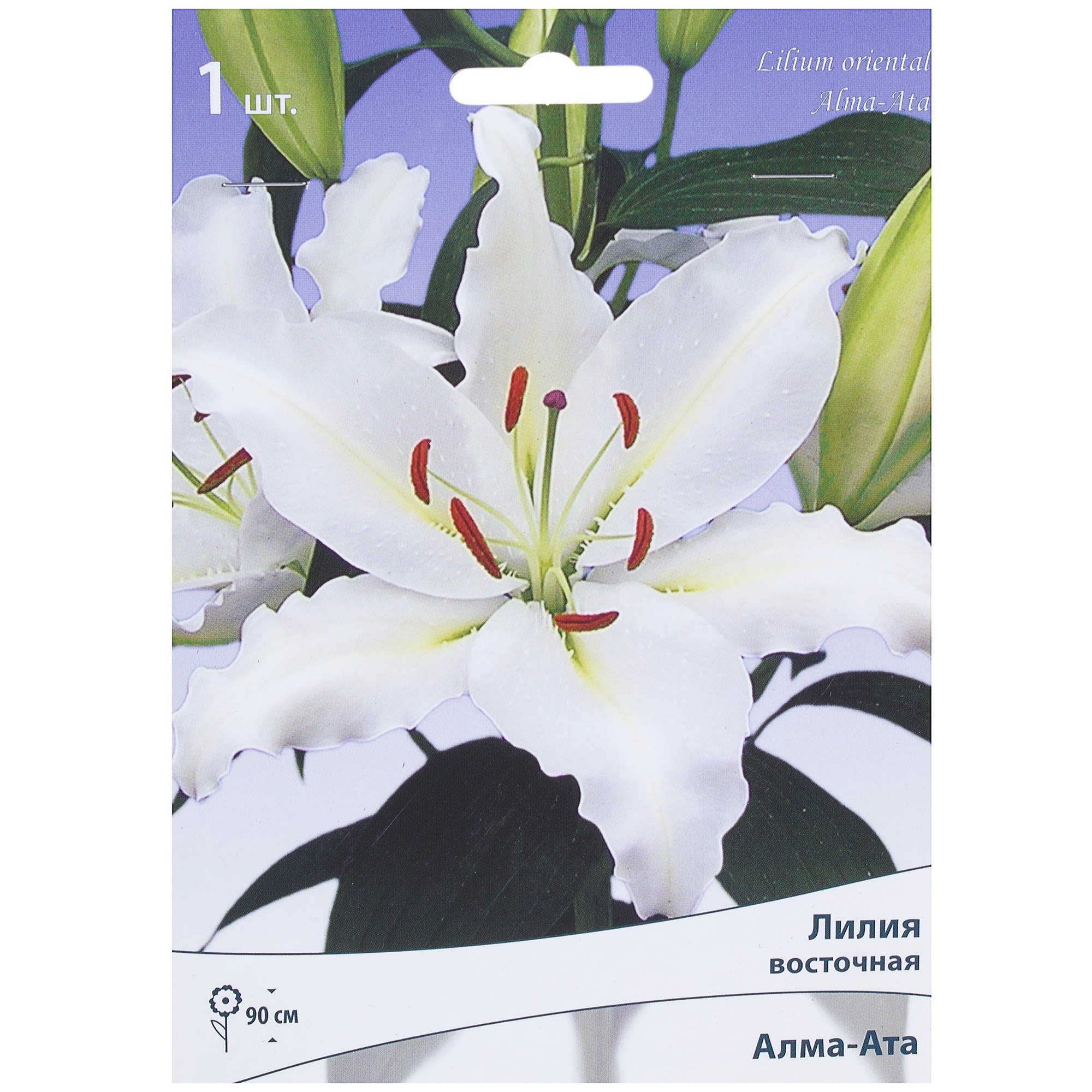 81945445 Лилия восточная «Алма-Ата» Santreyd 