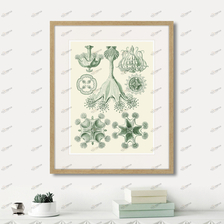 Литография на тонированной бумаге 52х42 см Art forms of nature №5 (part 1), 1897г. КАРТИНЫ В КВАРТИРУ  264457 Белый;коричневый;разноцветный 