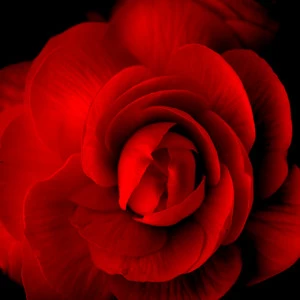 D1-083 Фотообои DIVINO Collection D 2.7х2 м