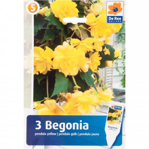 82539276 Бегония ампельная жёлтая