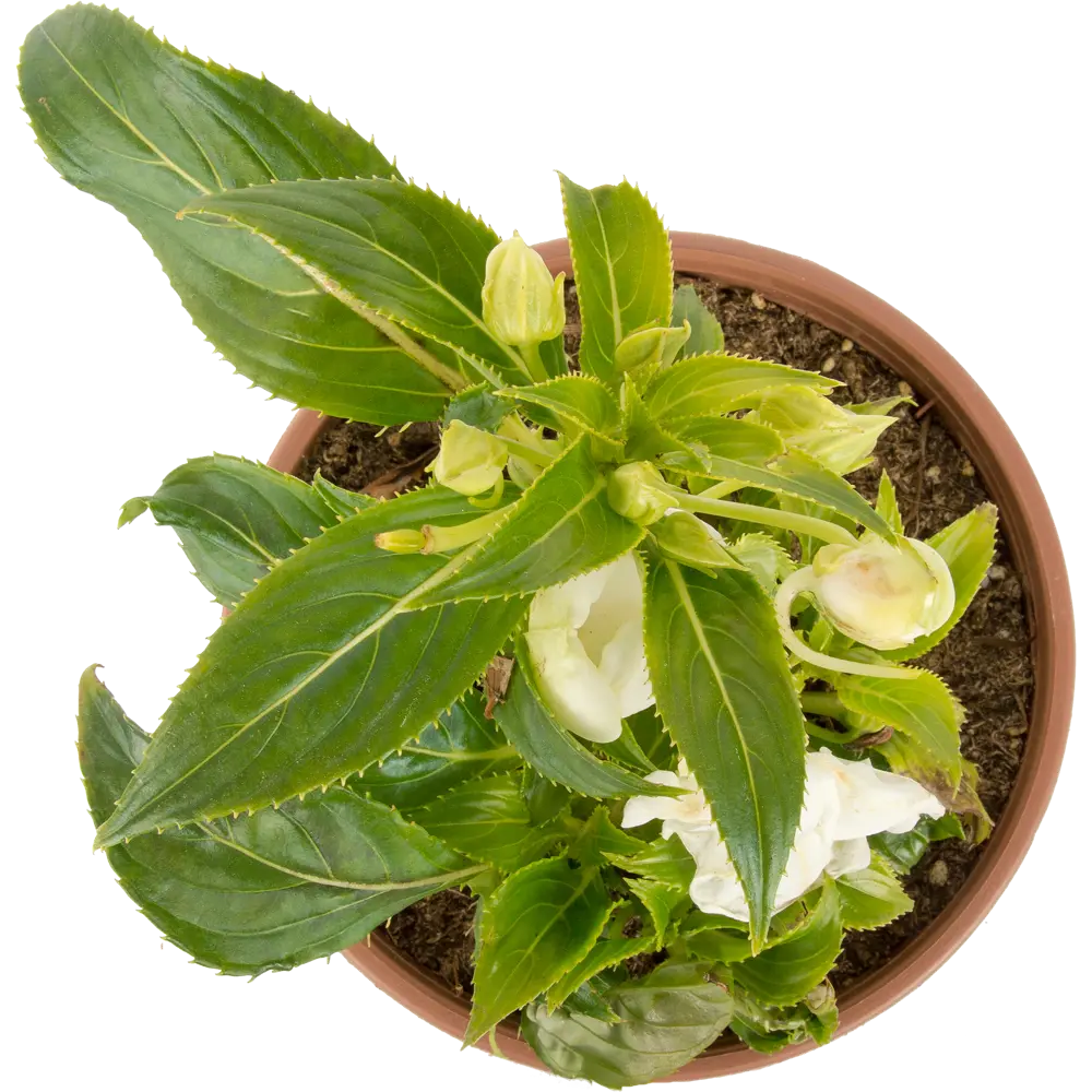 Бальзамин Santreyd - яркий комнатный цветок с непрерывным цветением 12510702 STLM-0963231 - Вид №1