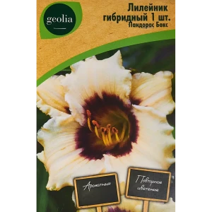 Лилейник Geolia гибридный Пандорас Бокс 86408707 STLM-2104100