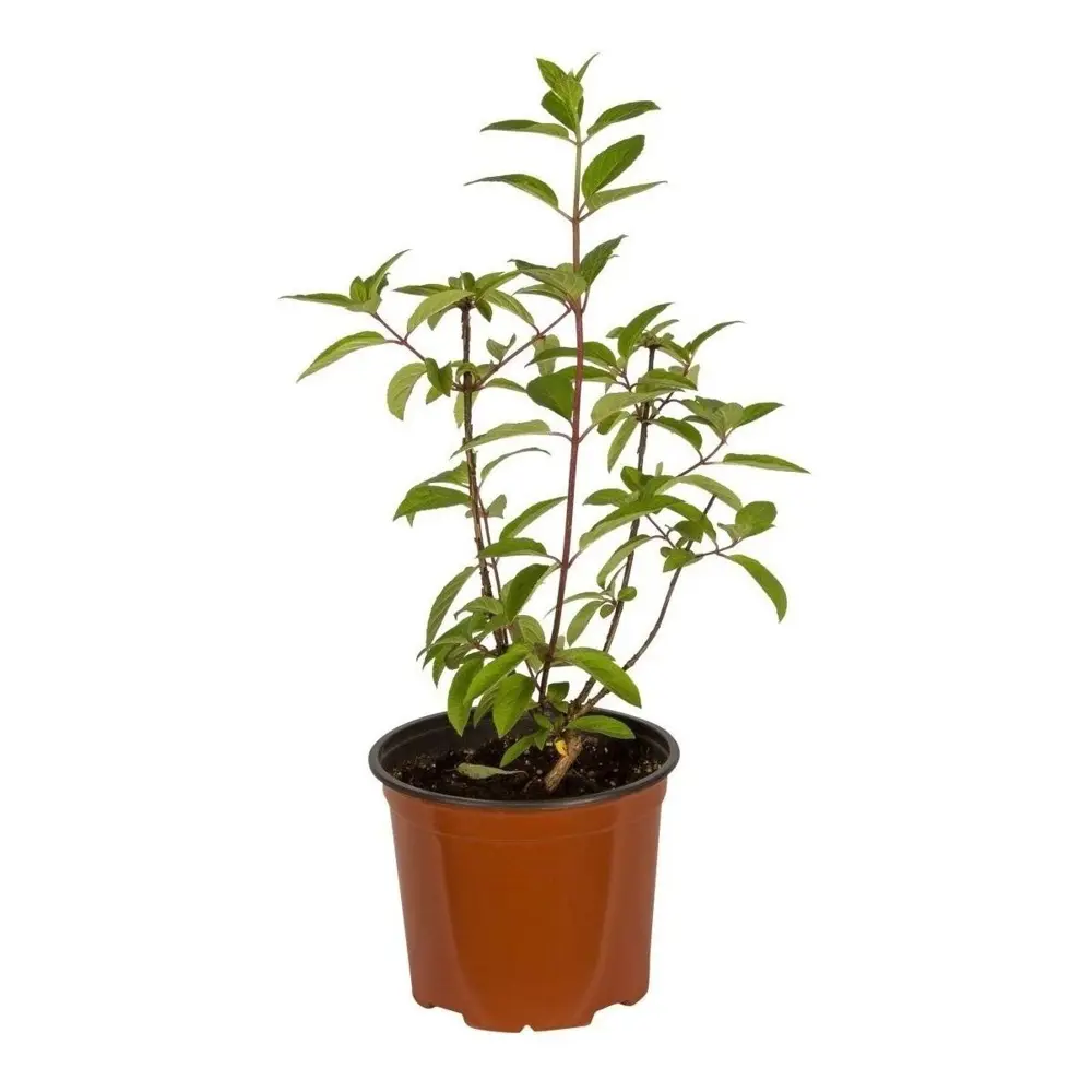 Гортензия метельчатая Граффити ø15 h20 см 89465487 STLM-2020908 PLANTMARKET  - Вид №1