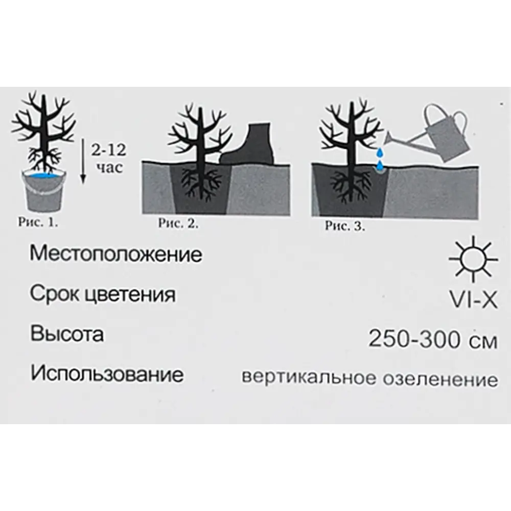 Роза канадская плетистая Вильям Баффин h100 см 86543306 STLM-2014313 Santreyd  - Вид №4
