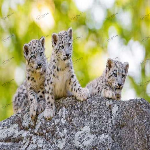 WP02061 Фотообои Verol Фотообои decoline 1х1 м