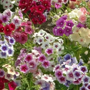 САДОК Флокс Гобелен - разноцветный ароматный однолетник для сада 18580656