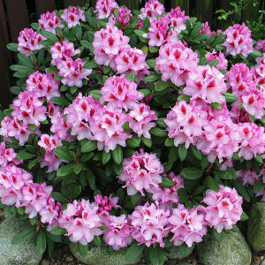17892121 Рододендрон Диадем, Р9
