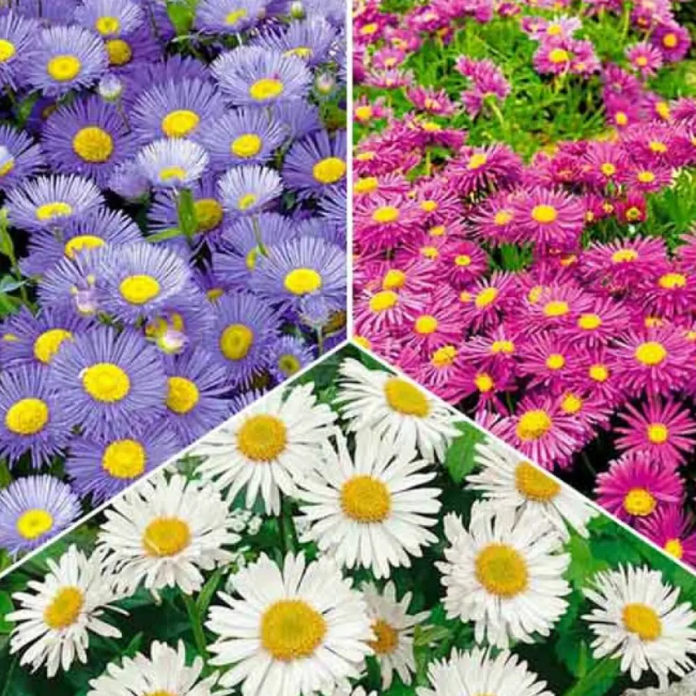 Астра альпийская микс - многолетняя рассада цветов для сада 89416537 Santreyd STLM-1582158