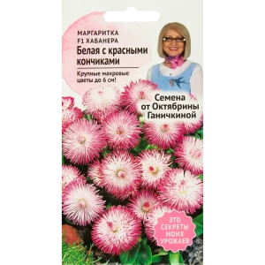 Маргаритка «Хабанера» белая с красными кончиками F1