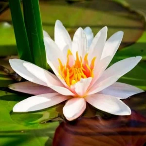 WP02097 Фотообои Verol Фотообои decoline 1х1 м