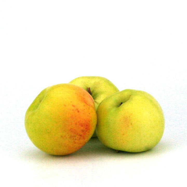 Яблоки Антоновка Santreyd 8788 - Вид №2