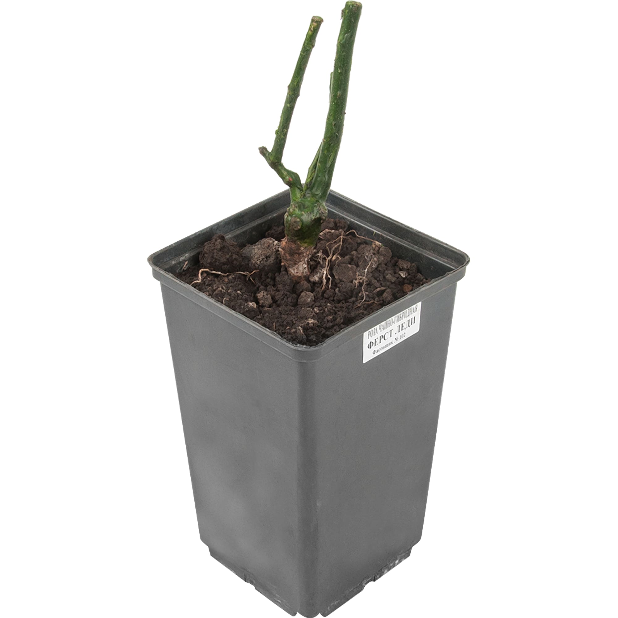 82594792 Роза чайно-гибридная «Ферст Леди» 15x30 см Santreyd 