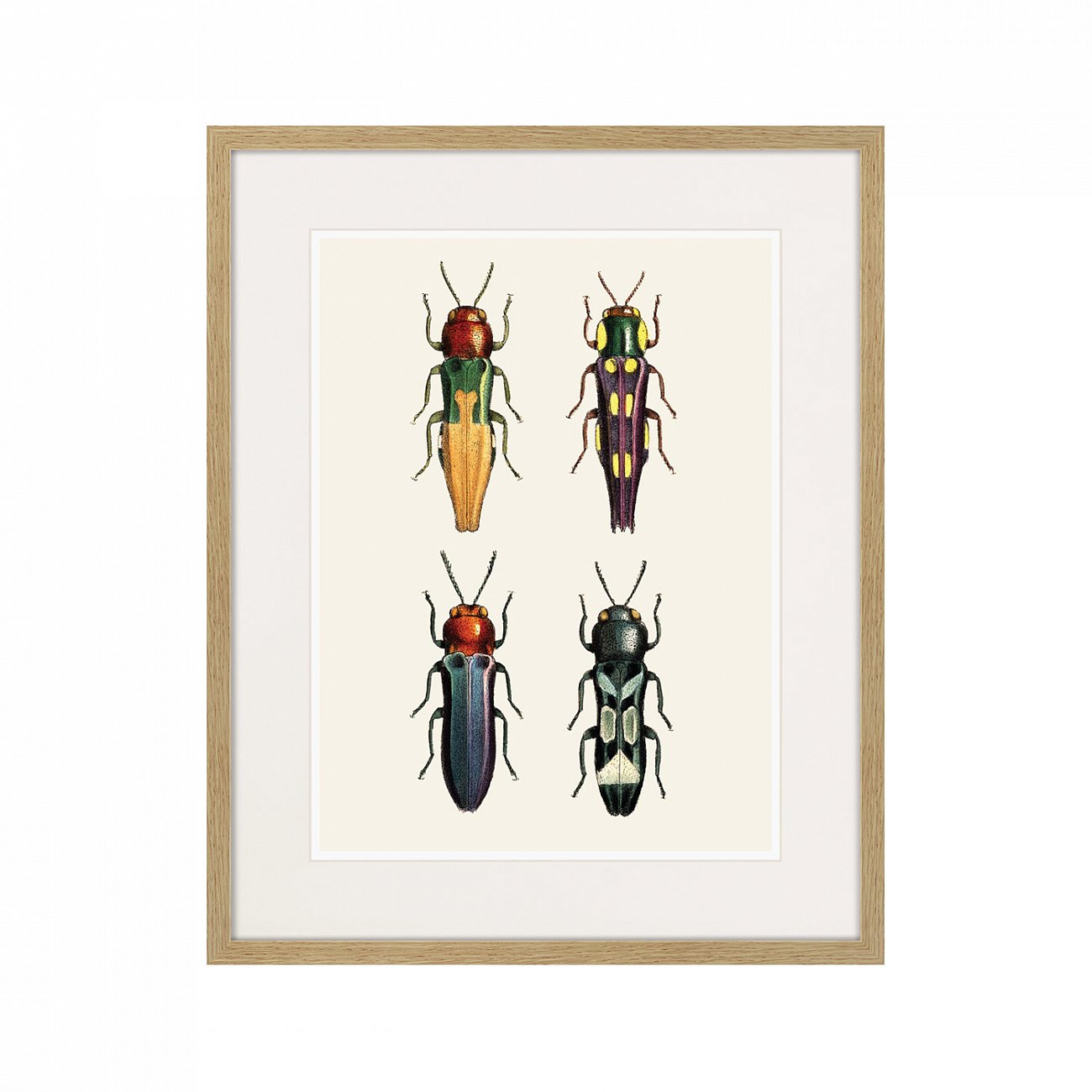 Литография на тонированной бумаге 52х42 см Assorted Beetles №5, 1735г. КАРТИНЫ В КВАРТИРУ  264417 Белый;коричневый;разноцветный  - Вид №1