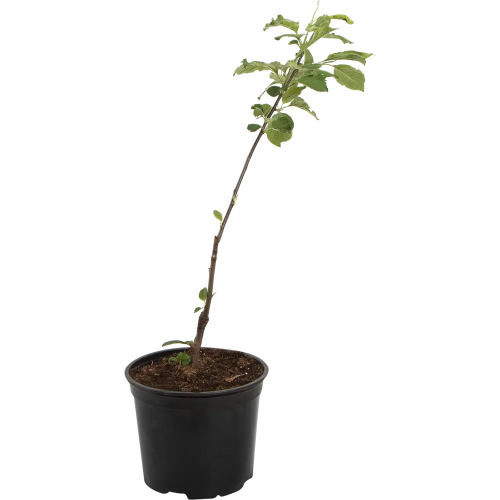 Яблоня карликовая «Чудное» от Santreyd - компактное дерево с крупными плодами 82585461 STLM-0030754