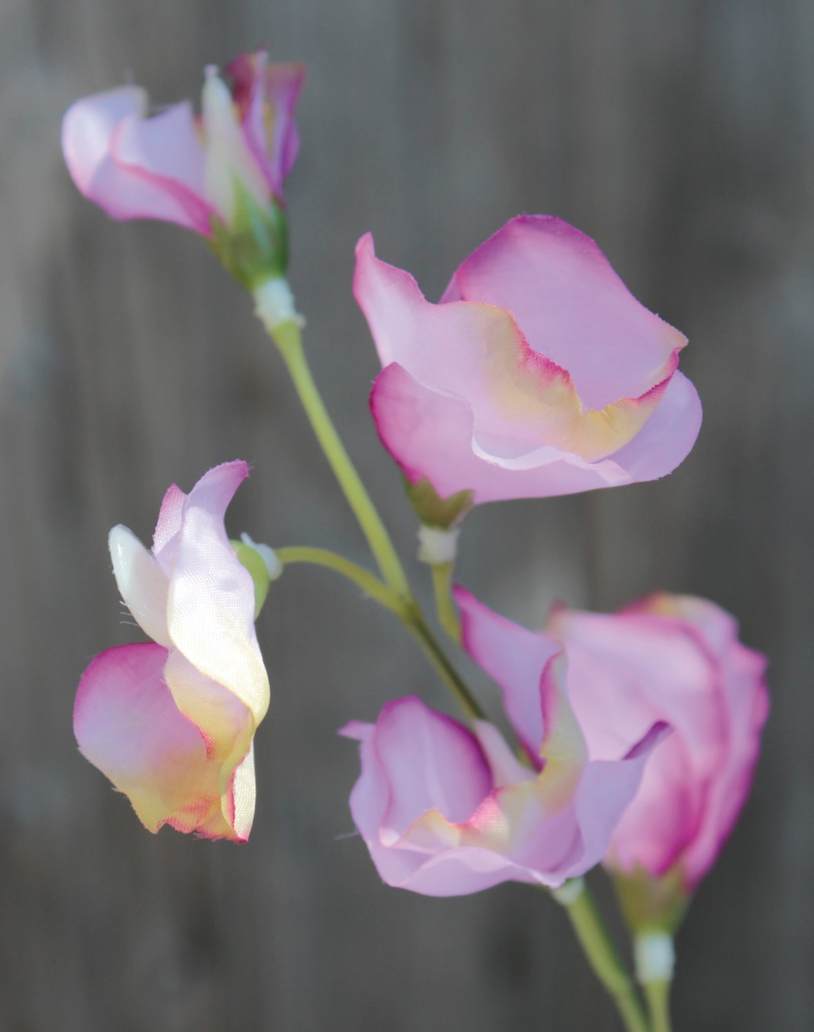 3181 005 a3 Вики искусственные, 4 штуки, 48 см, разноцветная миткалевая роза H-andreas  - Вид №1