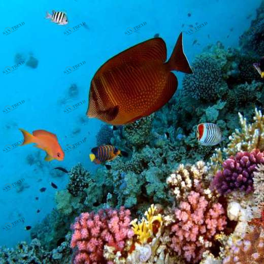 WP02279 Фотообои Verol Фотообои decoline 1х1 м