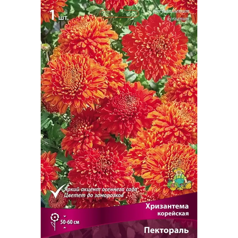 Хризантема корейская Пектораль 89408070 STLM-2155487 ПОИСК 