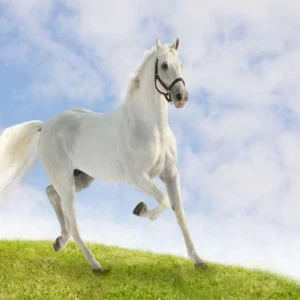 WP01246 Фотообои Verol Фотообои decoline 1х1 м