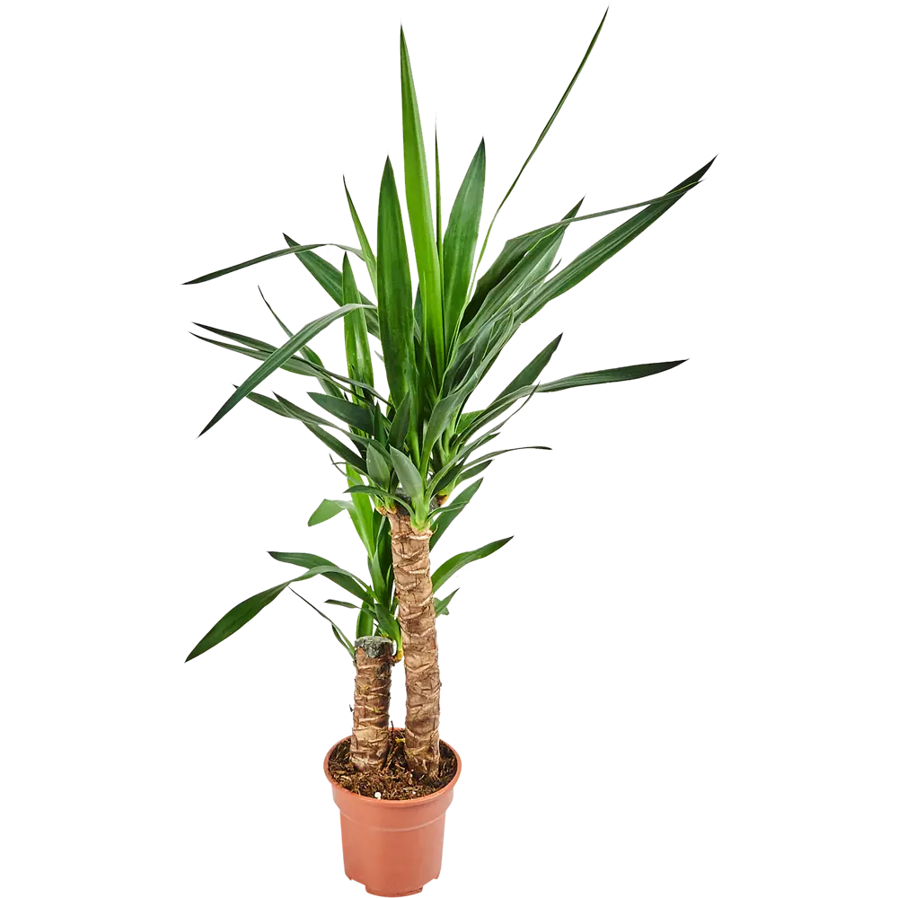 Юкка Santreyd - изящное комнатное растение с мечевидными листьями 82578562 STLM-0030443