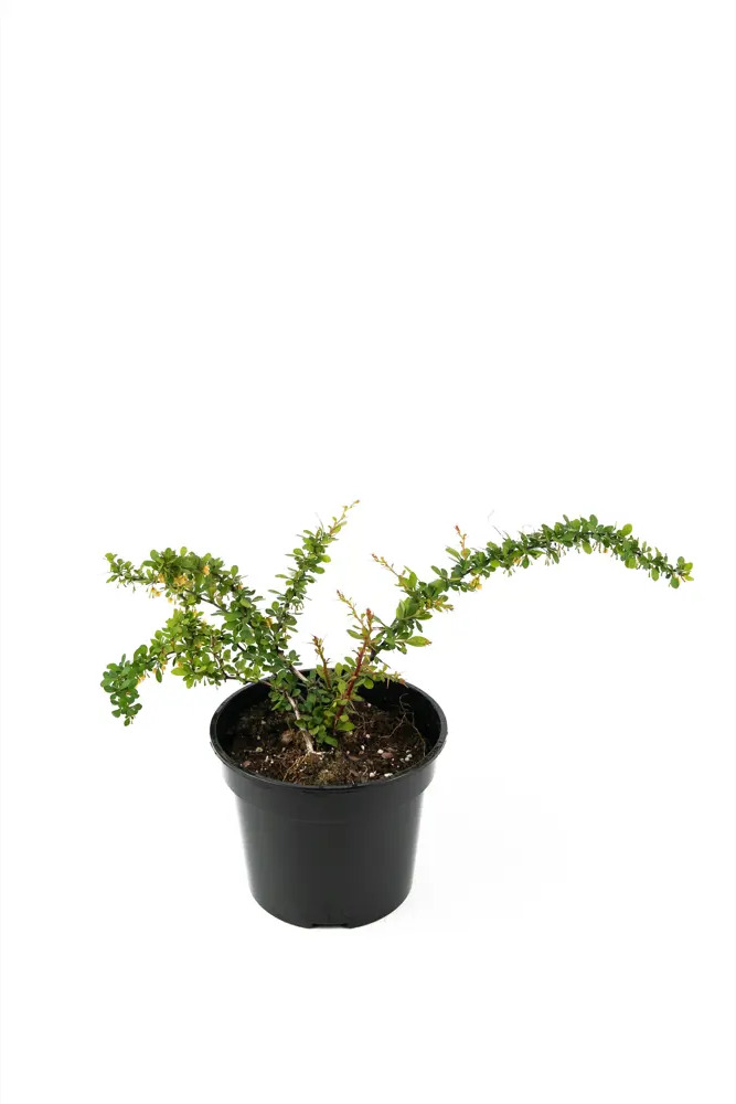 Барбарис Тунберга Грин Карпет Santreyd - декоративный кустарник для живых изгородей 89342157