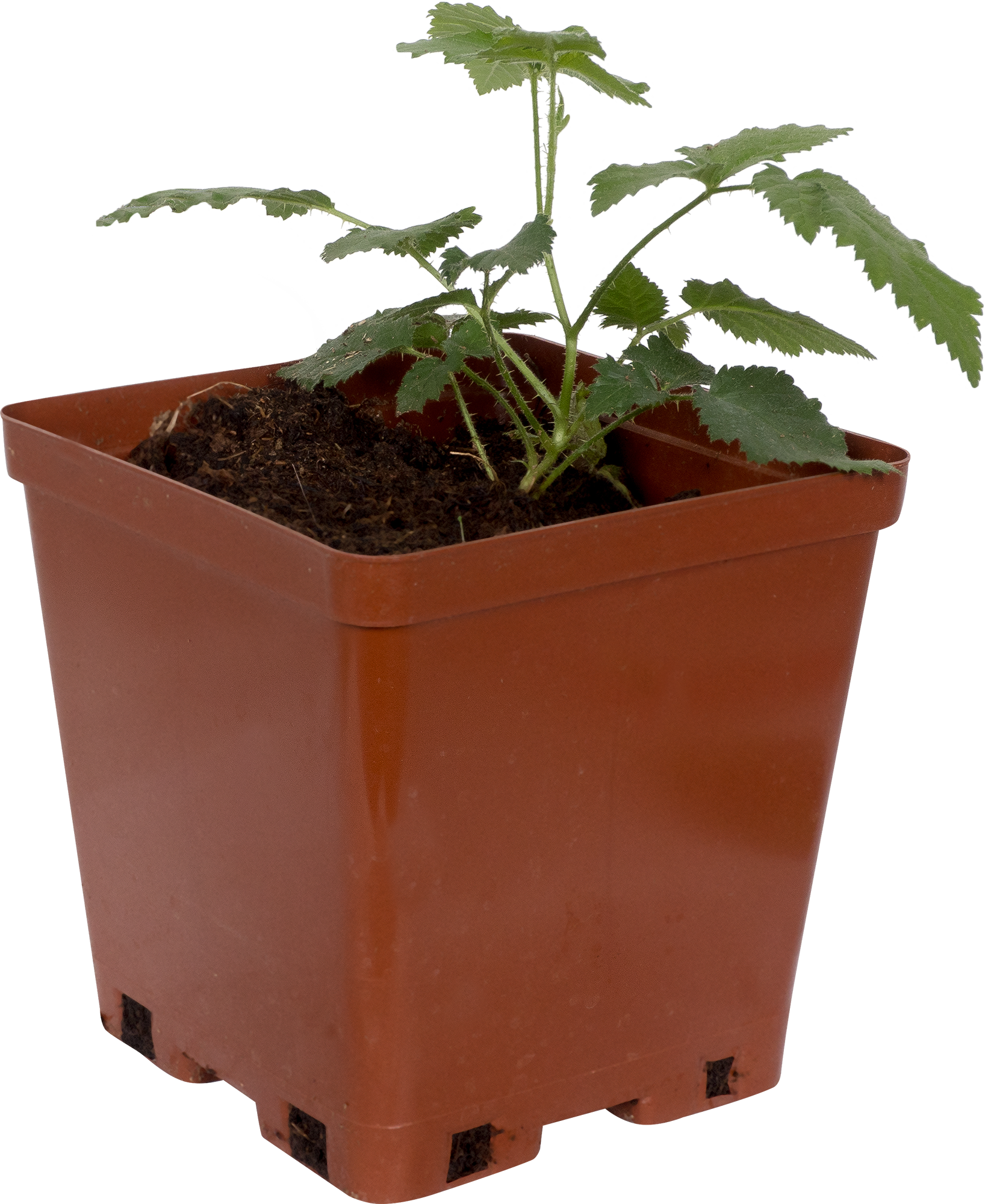 Ежевика садовая С2 высотой 50 см Santreyd 18321304 STLM-0010265