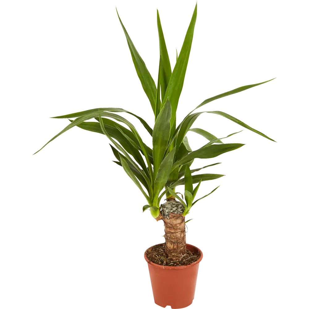 Santreyd Юкка комнатная — элегантное растение для современного интерьера 85324842 STLM-0061455 - Вид №1