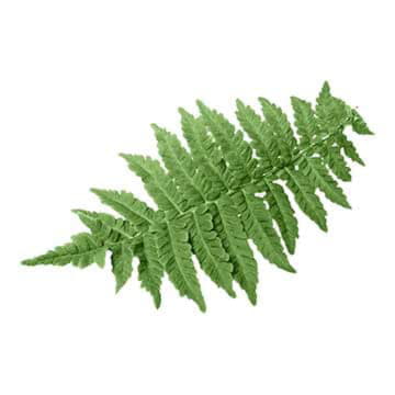 Листья папоротника Santreyd 26382 - Вид №1