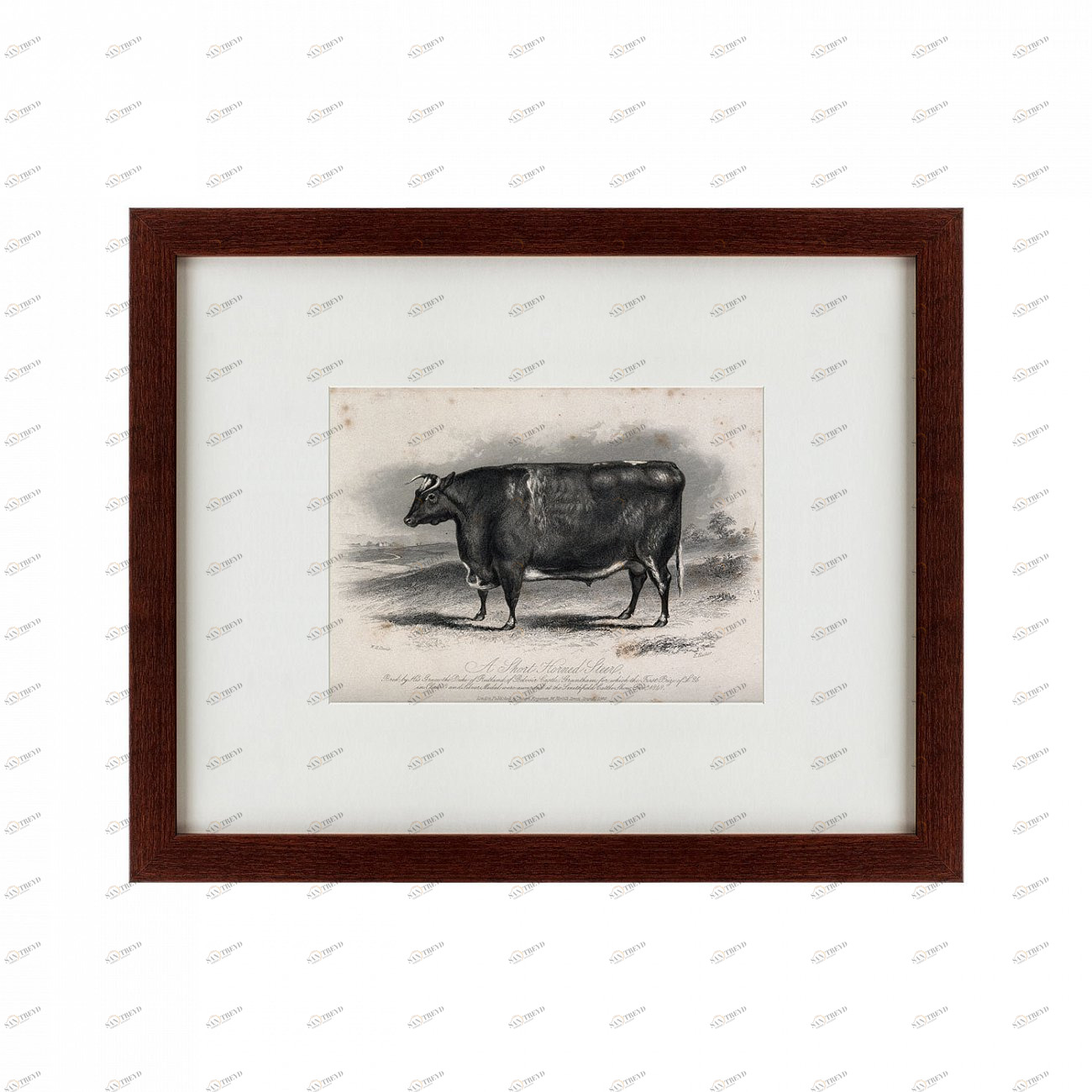 Картина: A short horned steer, 1849 КАРТИНЫ В КВАРТИРУ  135688 Разноцветный 