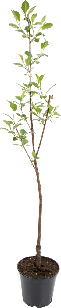 Вишня Харитоновская Santreyd - саженец для богатого урожая 82585396