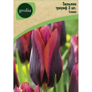 Тюльпан триумф Слава 3 шт.