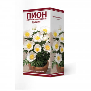 82661855 Пион молочноцветковый травянистый «Дублин для Патио» разбор 2-3