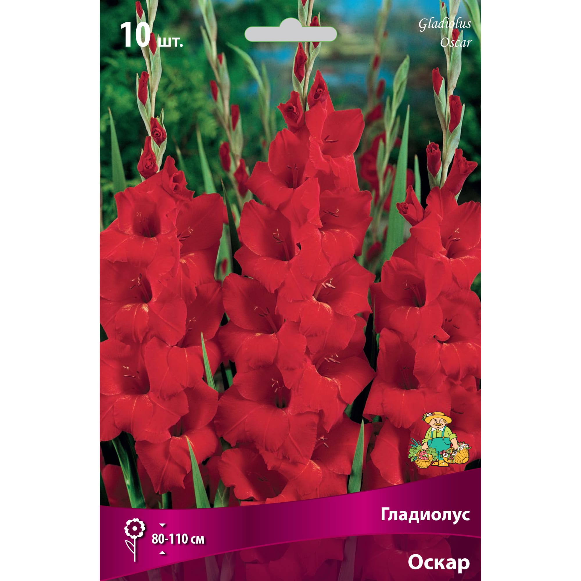 81945443 Гладиолус крупноцветковой «Оскар» Santreyd 