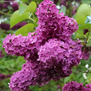 Сирень Чарльз Джоли от PLANTMARKET - пурпурная роскошь для сада 89365264