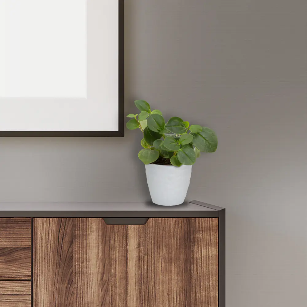 Santreyd Пеперомия магнолиелистная - неприхотливый комнатный цветок 82560380 STLM-0029924 - Вид №3