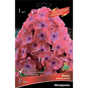 Флокс метельчатый Илларион