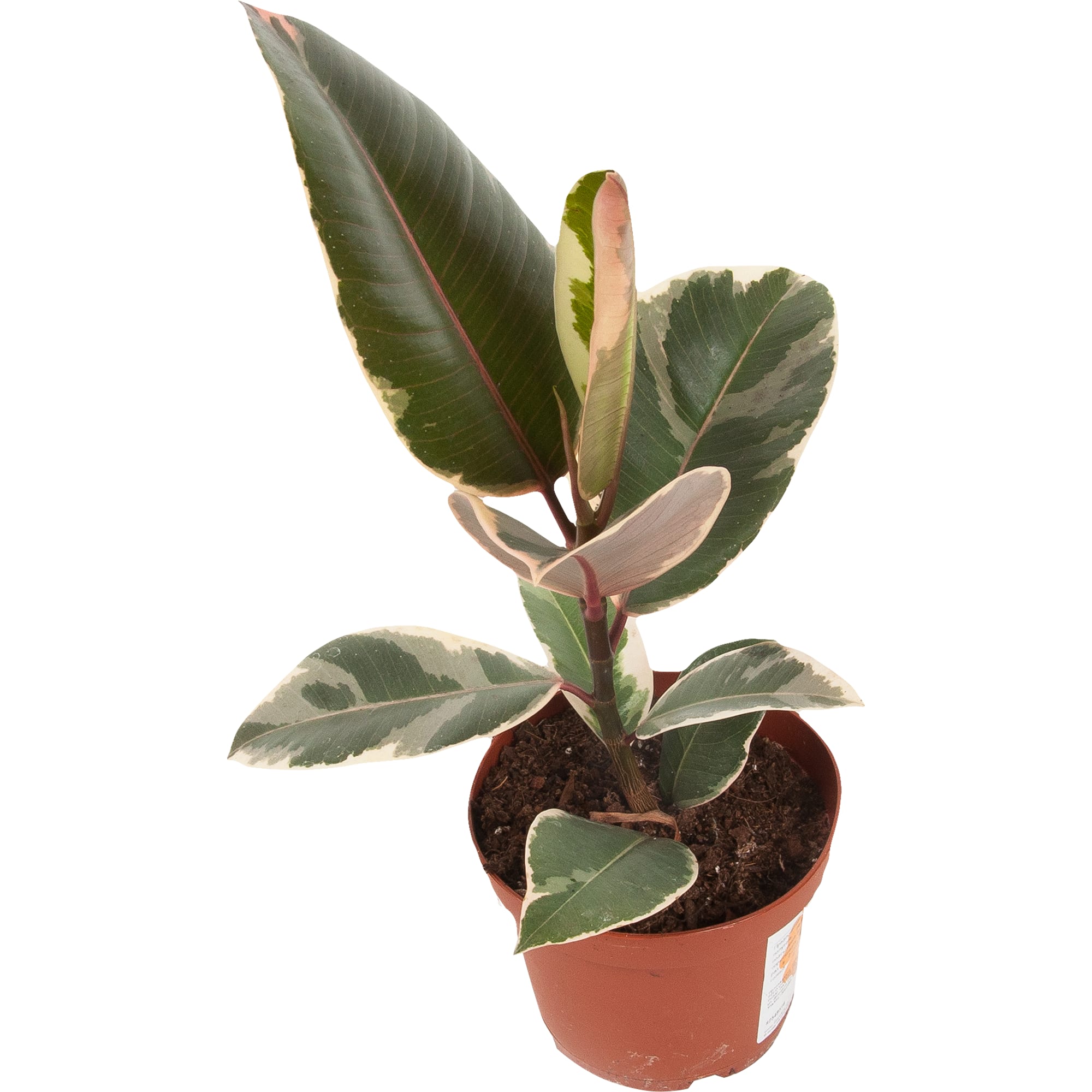 82548516 Фикус Тенике 12х35 см Santreyd 