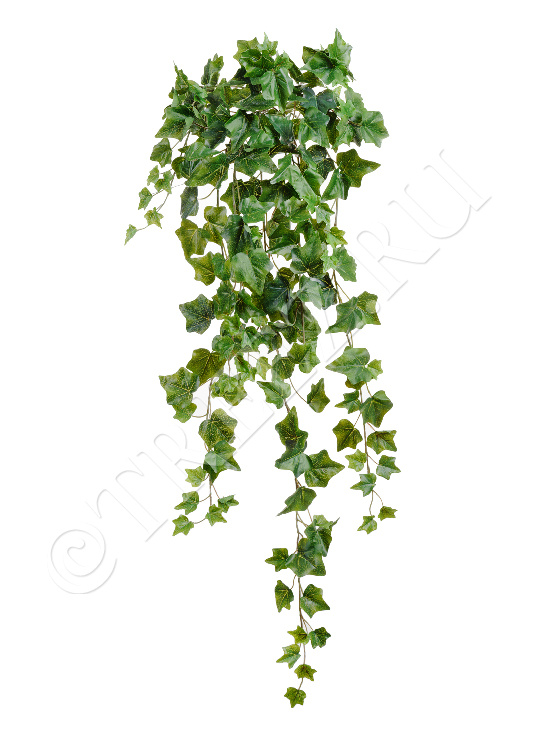 20.05170260N-M Английский плющ Олд Тэмпл зелёный Цветочная коллекция  - Вид №1