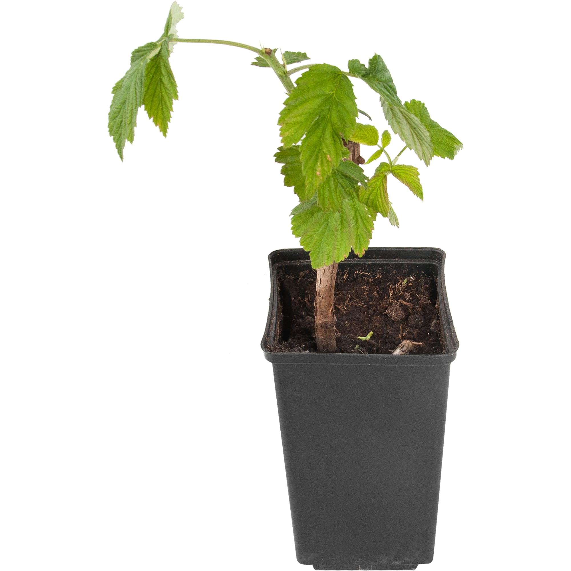 18313566 Малина, в ассортименте, горшок С2, цвет красный Santreyd 