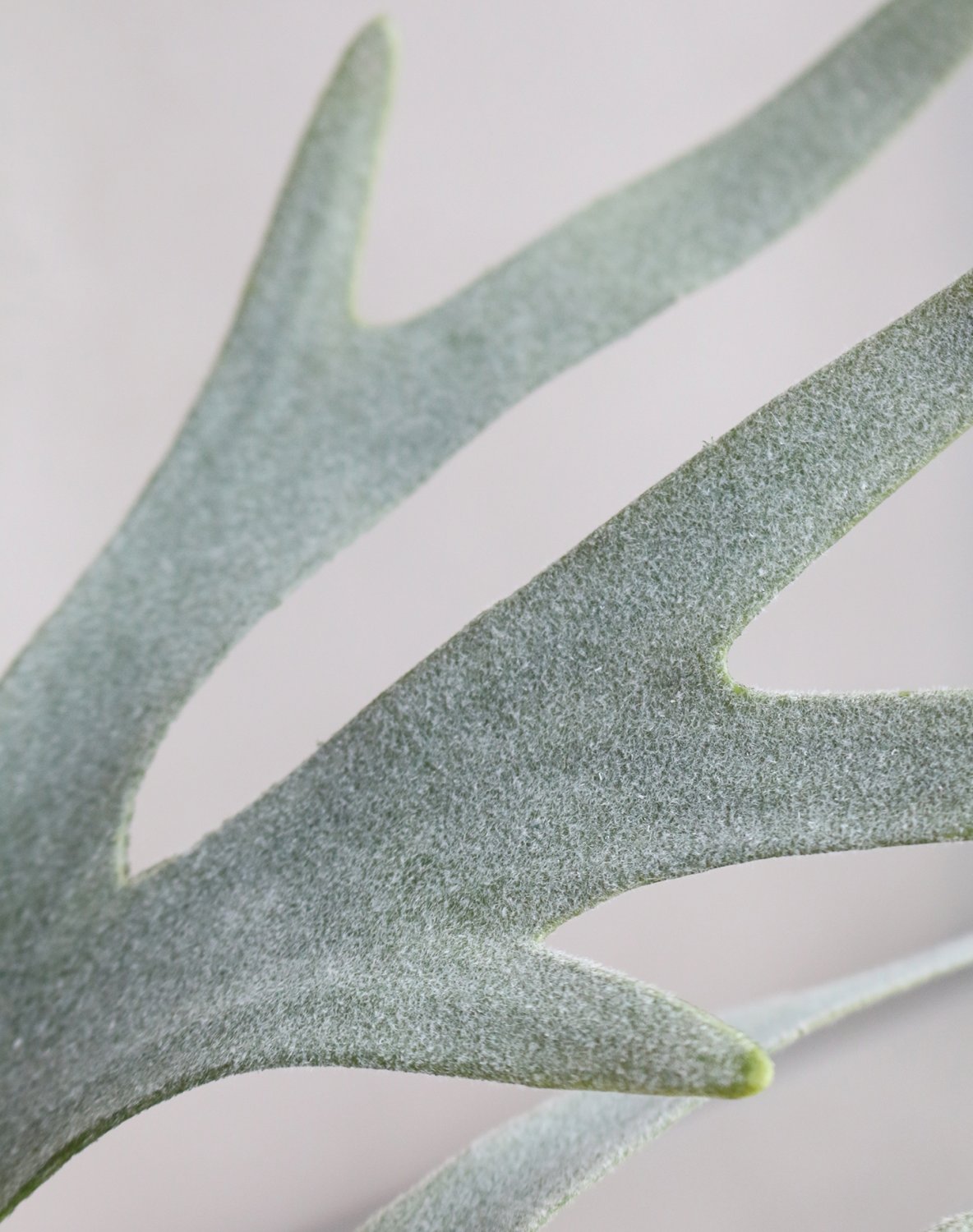 4911 883 a3 Искусственный папоротник олений рог, горшок, 50 см, зеленый H-andreas 