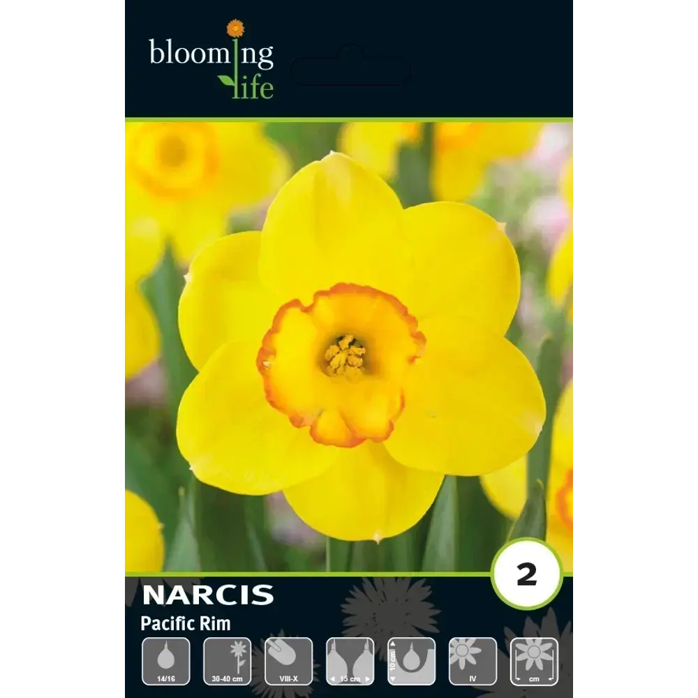 Луковицы нарцисса Пацифик Рим 14/16 - многолетние цветущие растения 89432987 Santreyd STLM-1581445