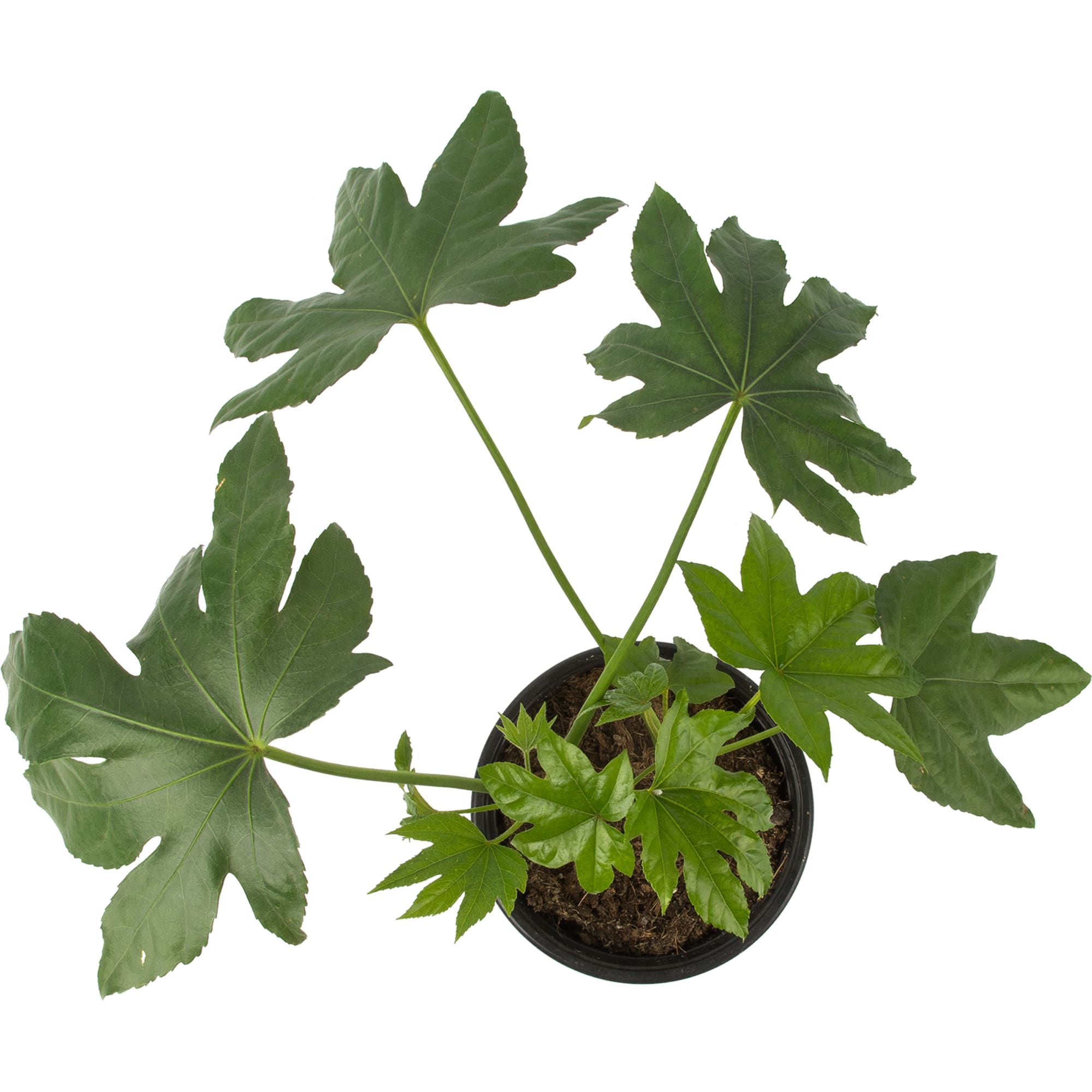 82850369 Фатсия 17х60 см Santreyd  - Вид №1