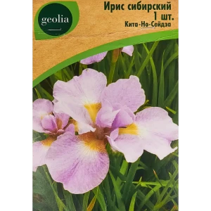 Ирис Geolia сибирский Кита-но-сейдза 86408573 STLM-2117381